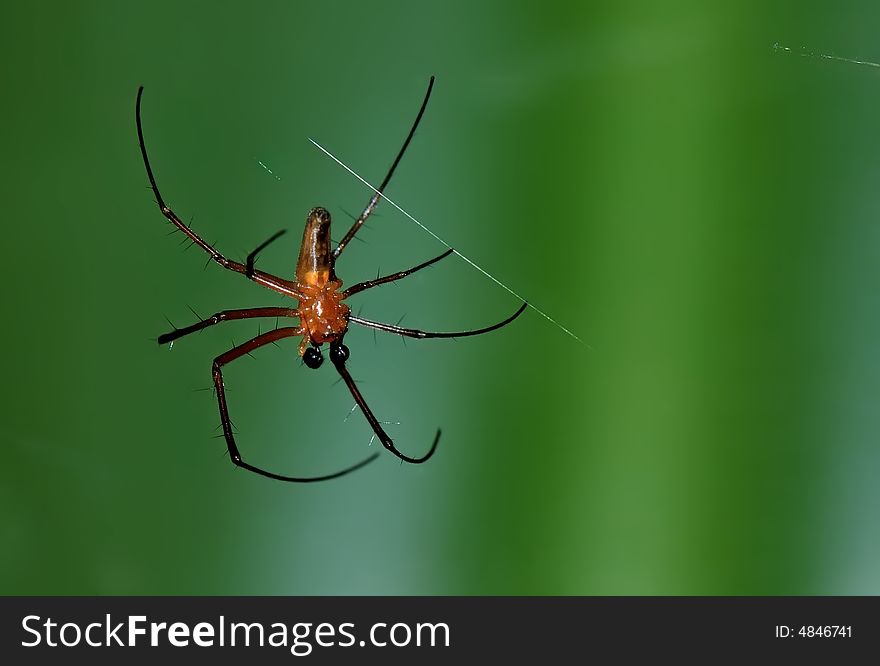 Close up image of spider
