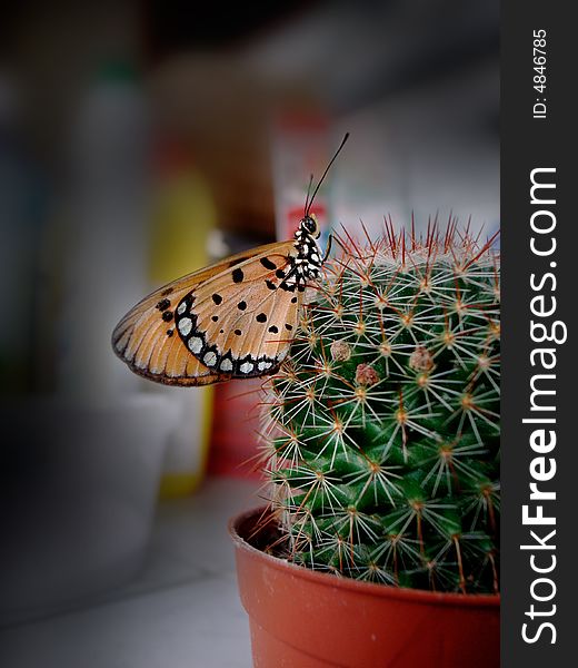 Butterfly with cactus still life