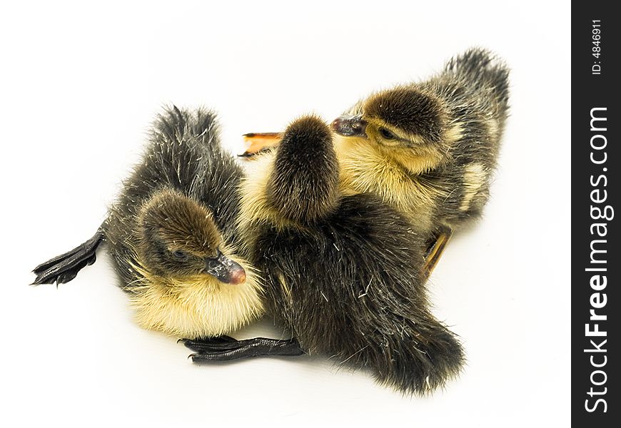 Baby ducks on isolated background. Baby ducks on isolated background