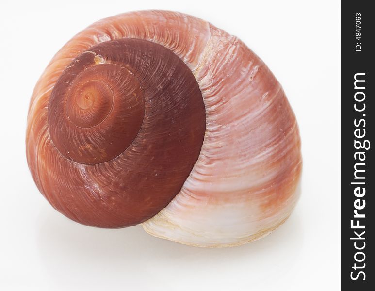Shell close up mollusk seashell tropical beautiful