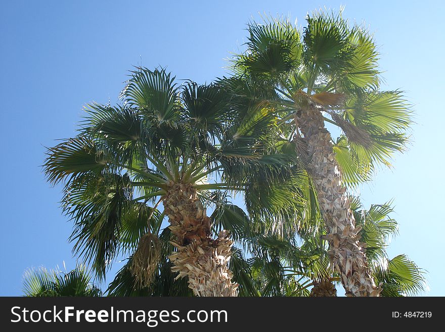 Beautiful palm trees in Phoenix, Arizona.
