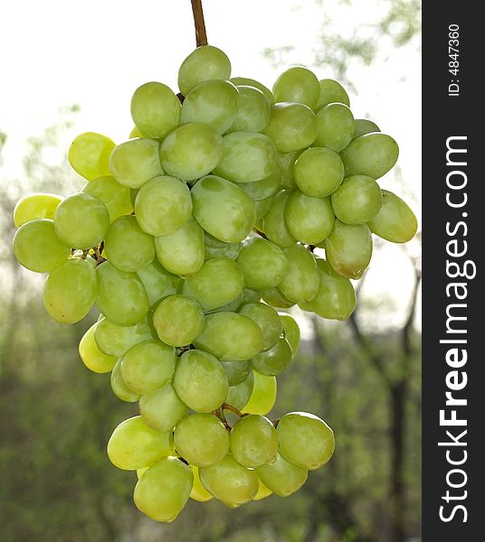 A bunch of white grapes growing on the vine. A bunch of white grapes growing on the vine