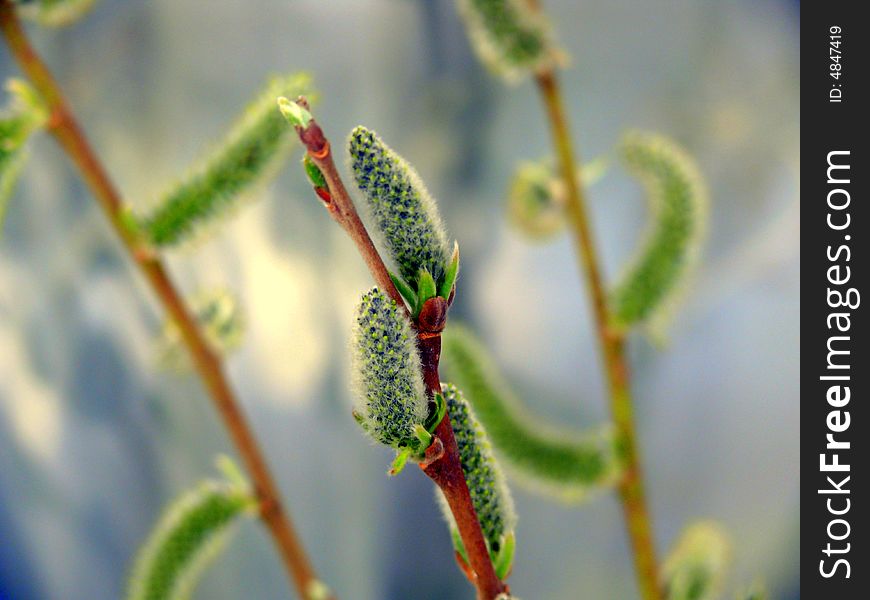 Pussy-willow tree with flower and insect on the twig