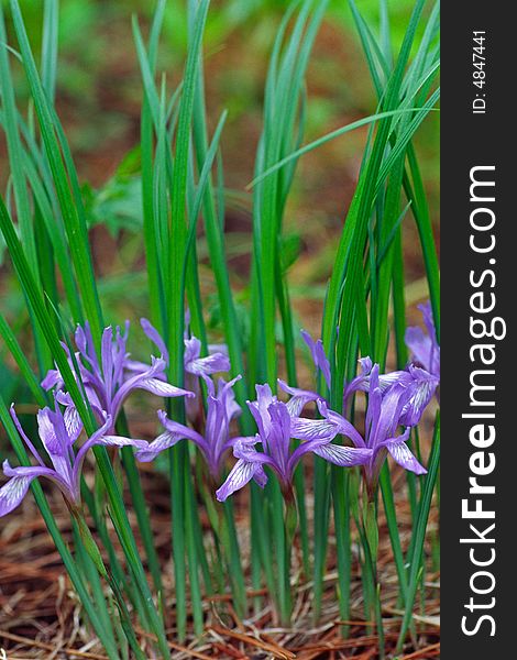 Wild iris flowers, green and purple