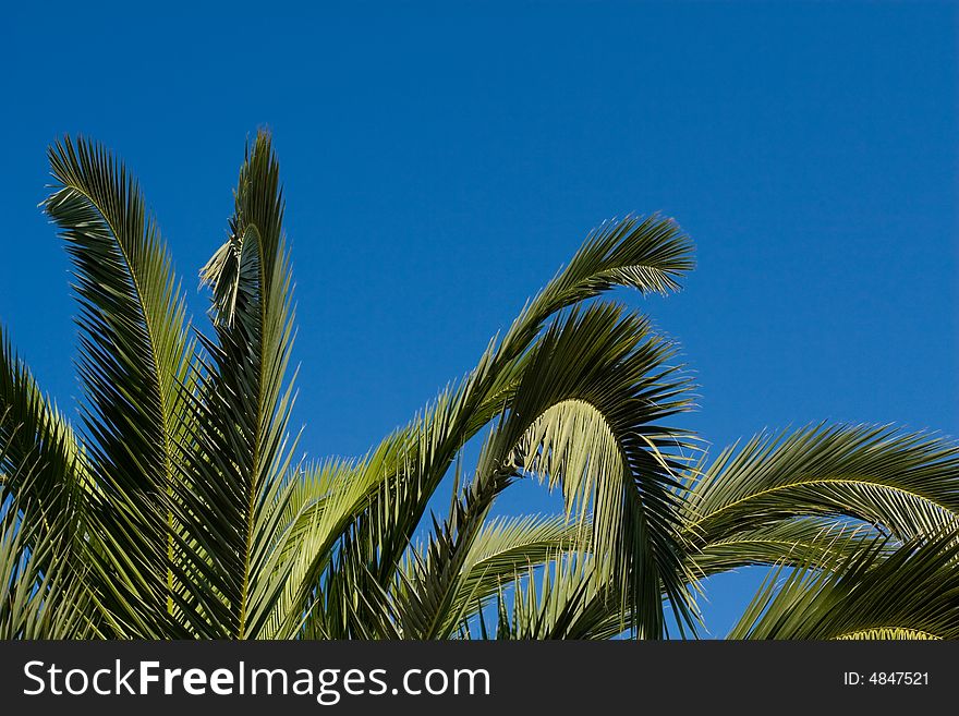 Green palm tree leafs close-up over blue sky. Green palm tree leafs close-up over blue sky