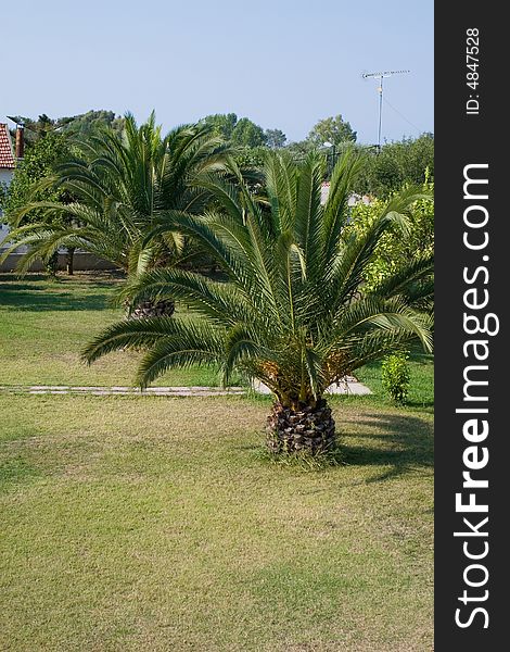 Mediterranean garden with big green palm trees. Mediterranean garden with big green palm trees