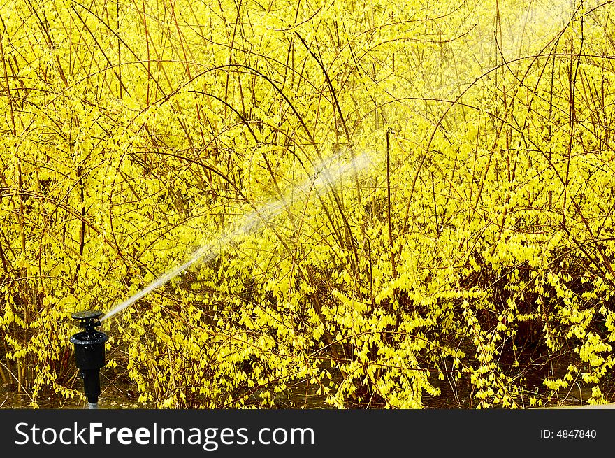 Spring watering via Irrigation and Sprinkler systems