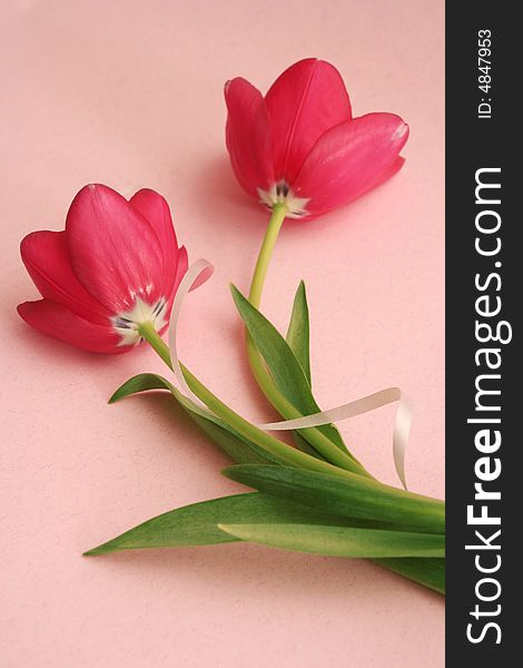 Two red tulips  on a pink background