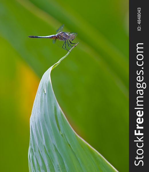 Dragonfly perched on tip of leaf over a pond