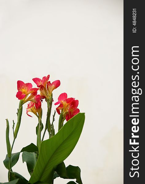 Beautiful small red flowers against white wall