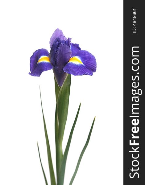 Dark blue flowers of an iris on a white background