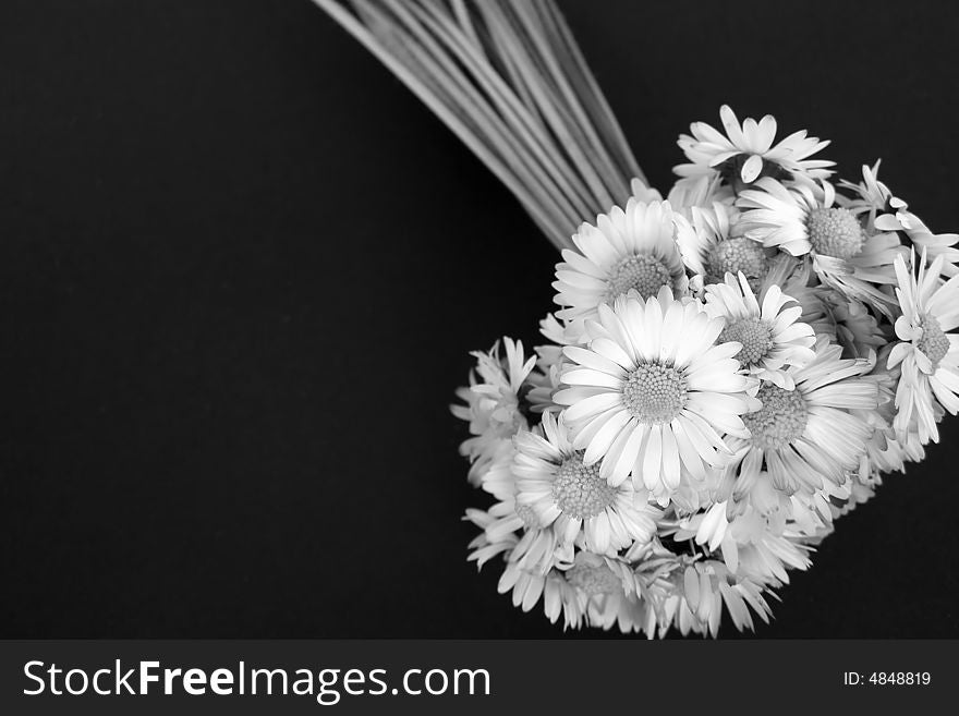 Daisies, Chamomile, Ox-eye daisy bunch, black and white close-up image, isolated  (with space for text)

*Available in color. Daisies, Chamomile, Ox-eye daisy bunch, black and white close-up image, isolated  (with space for text)

*Available in color