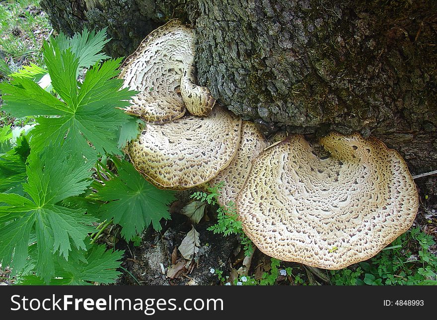 Wooden mushroom on the tree