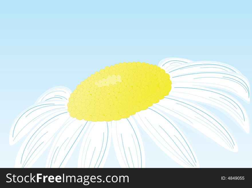 Camomile Vector Flower