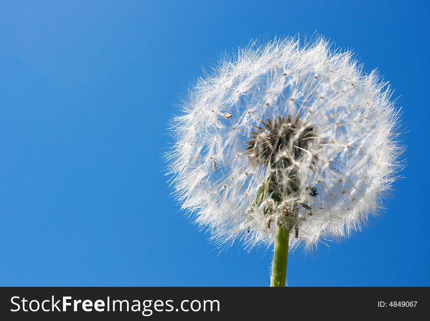 Dandelion over blue sky. Useful for spring themes or serenity, joy, freshness concepts. Space for copy.