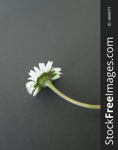 Close-up and isolated image of a single daisy with long green stalk from a different angle (rear) on a black background (with space for text). Close-up and isolated image of a single daisy with long green stalk from a different angle (rear) on a black background (with space for text)