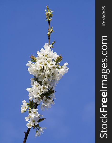 A blooming cherry tree branch in spring. White.