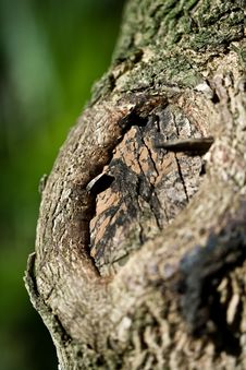 Close Up Of A Tree Trunk Royalty Free Stock Images