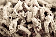 Close Up Of Dried Up Coral Reef In Black And White Stock Image Close Up Of Dried Up Coral Reef In Black And White Stock Image