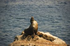 Seal Sunbathing Royalty Free Stock Images Seal Sunbathing Royalty Free Stock Images