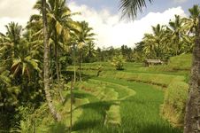 Rice Terrace Of Bali Indonesia Stock Photography Rice Terrace Of Bali Indonesia Stock Photography
