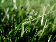Grass Dew Drops Stock Photography Grass Dew Drops Stock Photography