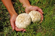 Two Mushrooms In The Hands Stock Images Two Mushrooms In The Hands Stock Images