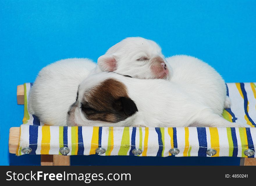 Tow puppies is sleeping.They was borned just ten day.