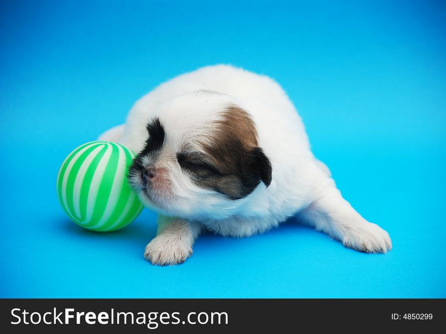 An puppy playing a green ball. it was borned just ten day.