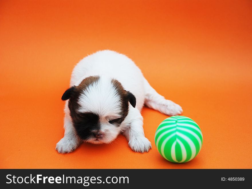 An puppy  playing a green ball. it was borned just ten day.