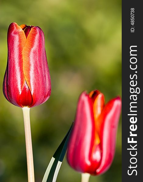 Flowers series: two red tulips on the nature