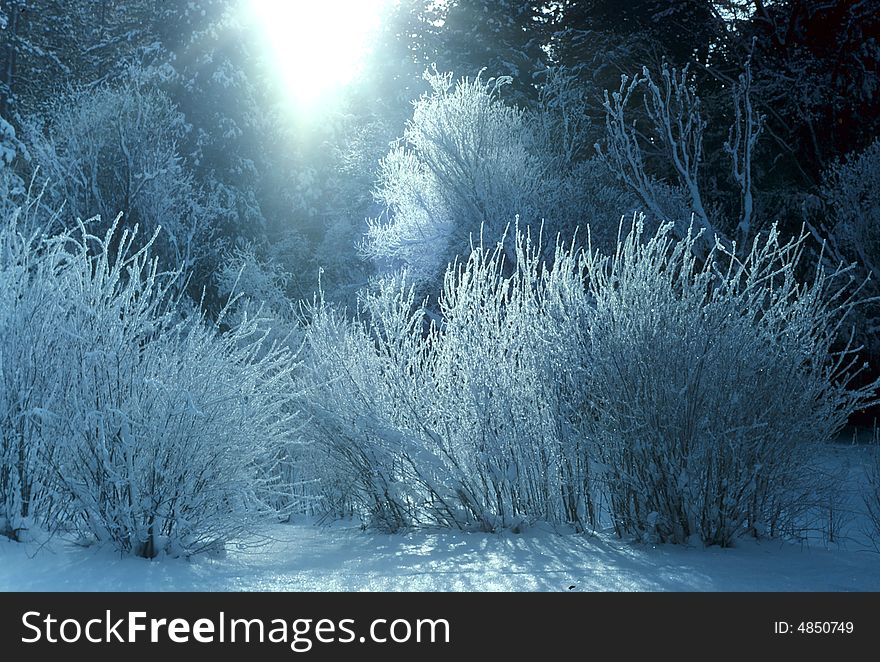 The iced over wooded area