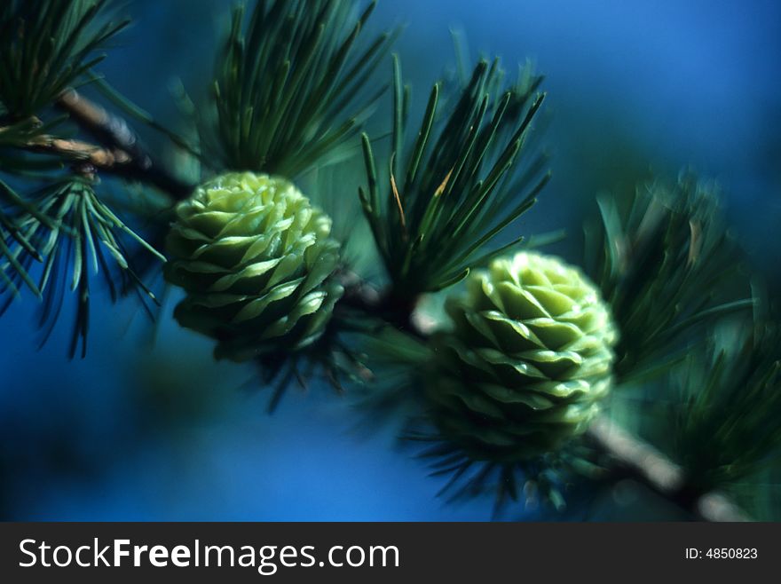 Pine Nuts growing