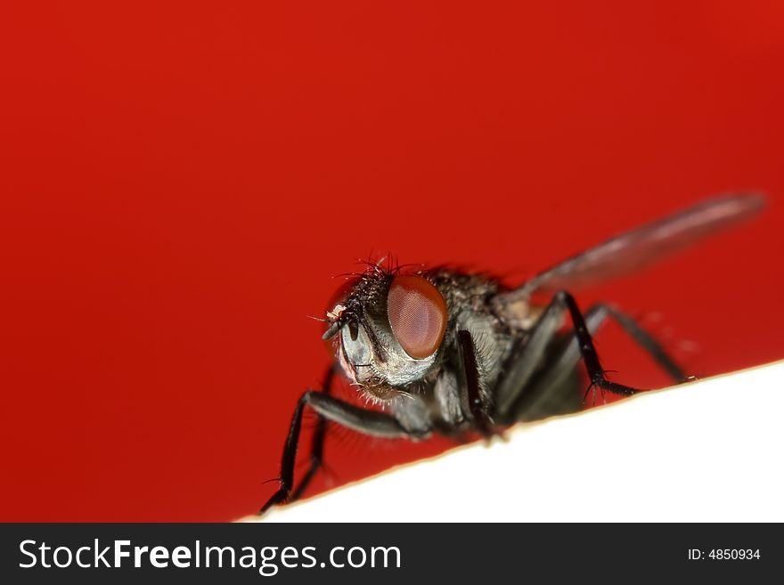 Detailed photo of house fly. Detailed photo of house fly