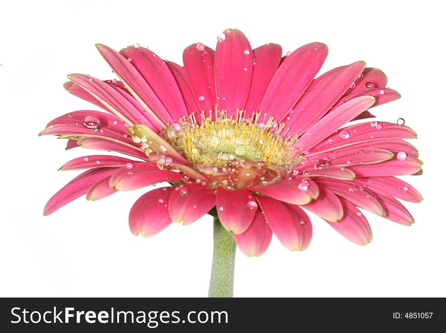 Close up of wet gerber daisy flower