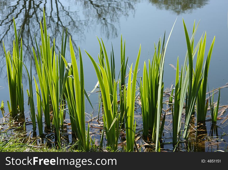 Leafs emerging from calm lake