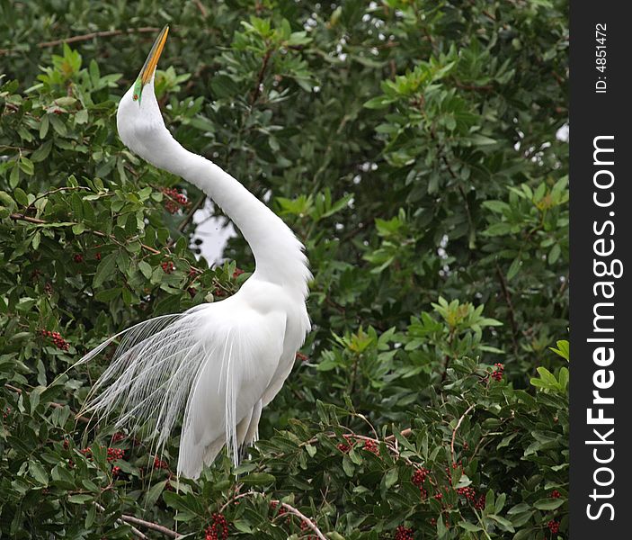 Great Egret