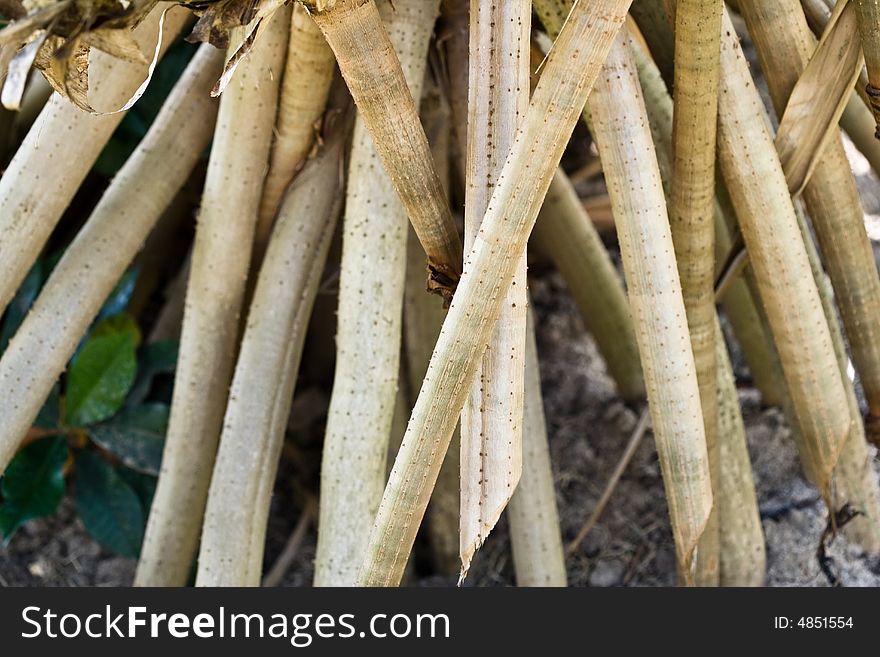 Dried Bamboo  That Are Cut And Bundled