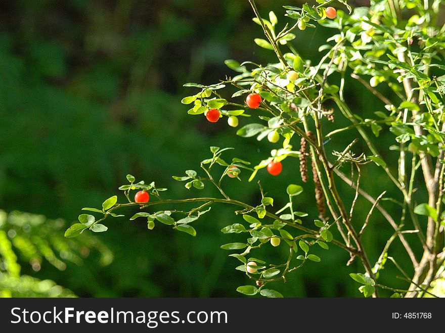 Morning light shines on a bright red berries.  A dark green backdrop  provides dramatic lighting for the foliage . Morning light shines on a bright red berries.  A dark green backdrop  provides dramatic lighting for the foliage .
