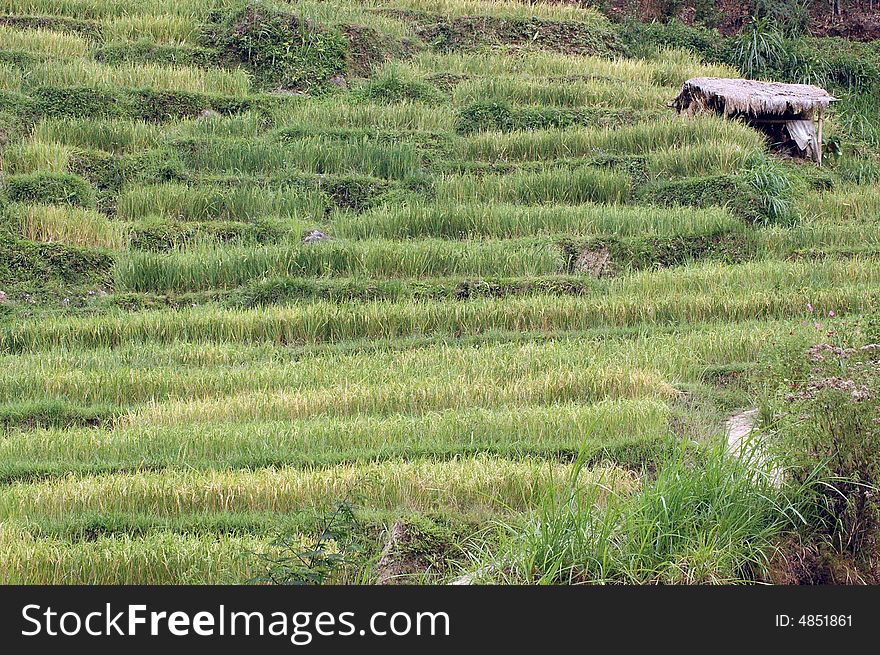 Rice Plant At The Mountaineery