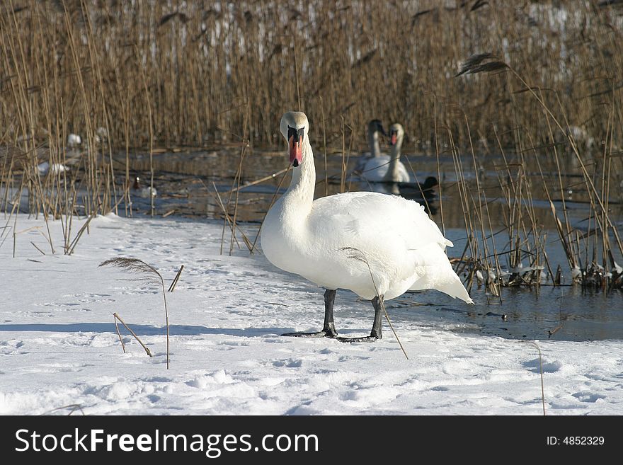 White swan on a white snow
