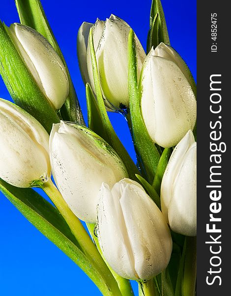 Seven white tulips close up on a dark blue background. Seven white tulips close up on a dark blue background