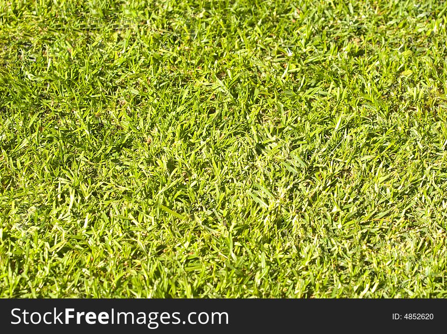 A close up of green grass. A close up of green grass
