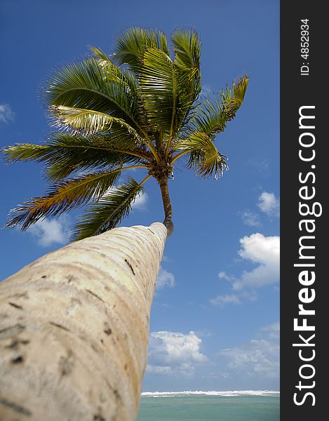 Palm at exotic beach in caribbean with the ocean in the background.