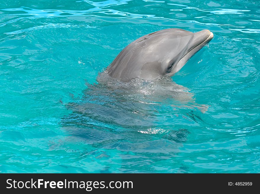 Dolphin In Blue Water