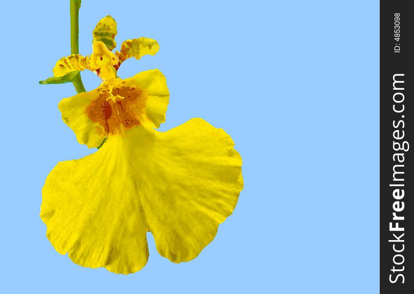 Vector Illustration of a Tropical Oncidium Varicosum Sweet Sugar Orchid Bloom. Vector Illustration of a Tropical Oncidium Varicosum Sweet Sugar Orchid Bloom