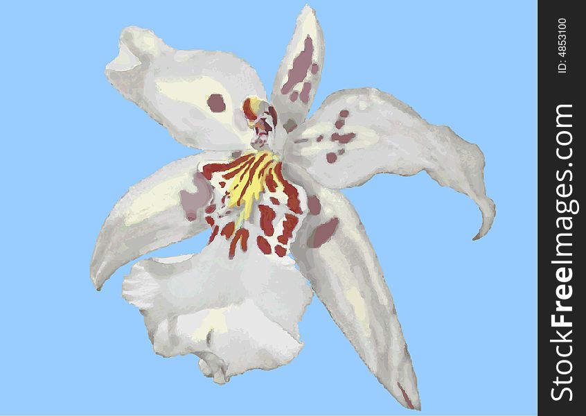 Vector illustration of a white Tichopilia Orchid. Vector illustration of a white Tichopilia Orchid