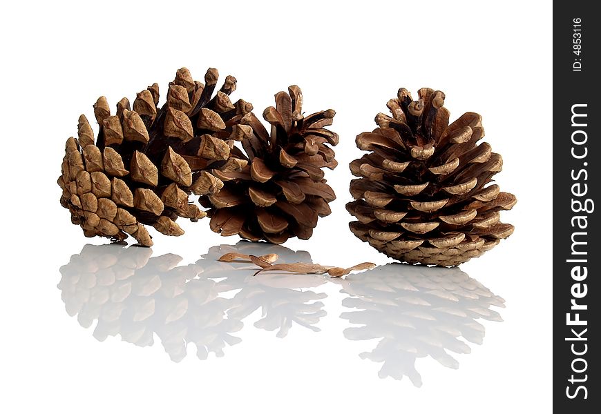 Pine cones deflection in white plane
