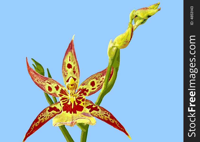Vector illustration of an Encyclia Orchid. Vector illustration of an Encyclia Orchid