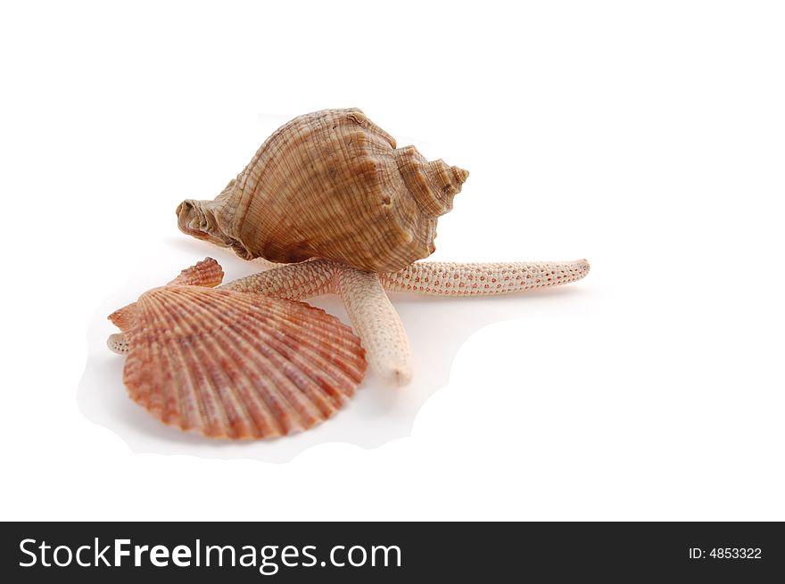 Starfish and shells of different colors isolated on white with shadows